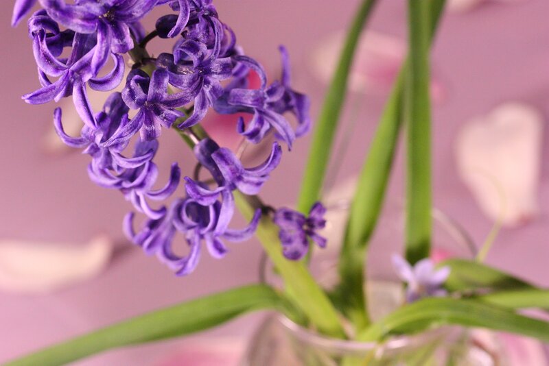 Purple Hyacinth Flowers — Calm, Photograph, Green Stems