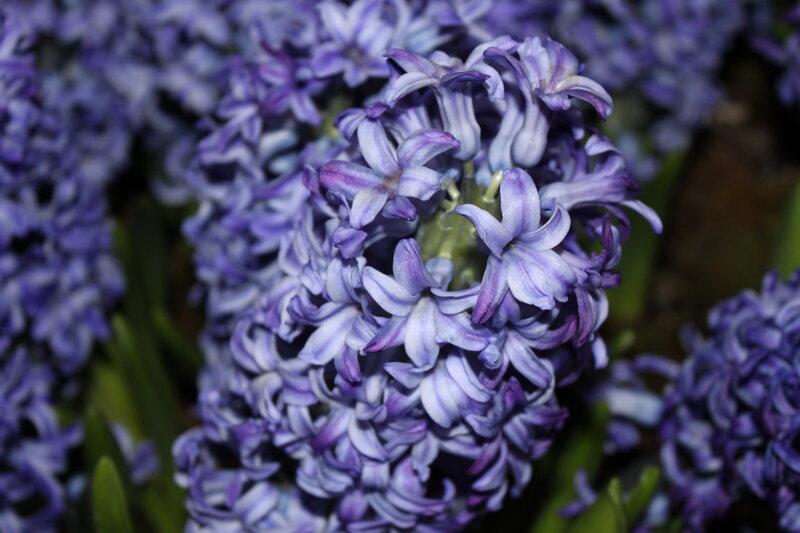 Purple Hyacinth Flowers — Calm, Photograph