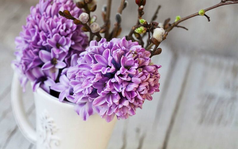 Purple Hyacinth Flowers — Calm, Spring, Photograph, Buds