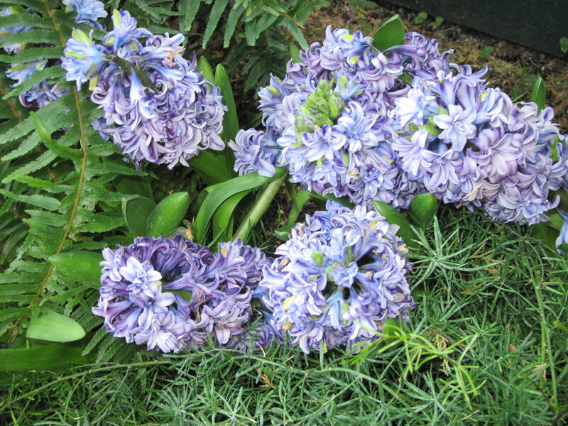 Purple Hyacinth Flowers — Calm, Spring, Photograph, Ferns