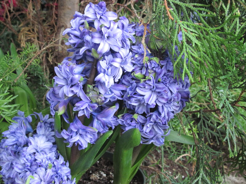 Purple Hyacinth Flowers — Calm, Spring, Photograph, Green Foliage
