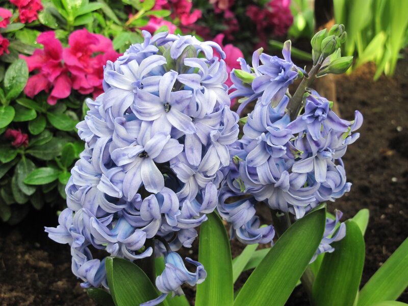 Purple Hyacinth Flowers — Calm, Spring, Photograph, Green Leaves, Pink Flowers