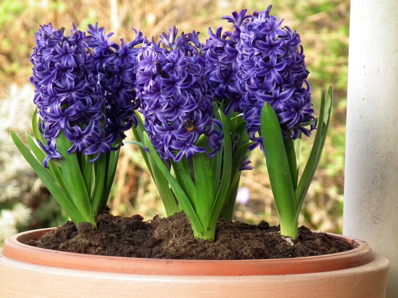 Purple Hyacinth Flowers — Calm, Spring, Photograph, Plant