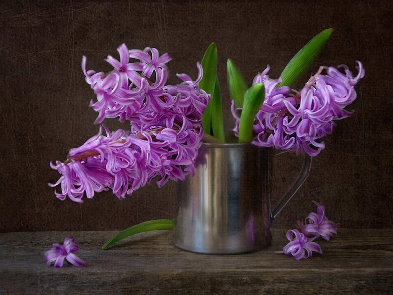Purple Hyacinth Flowers — Calm, Spring, Photograph