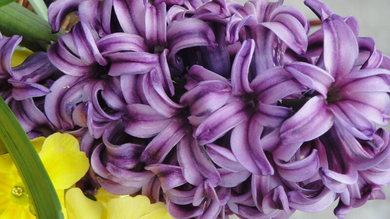 Purple Hyacinth Flowers — Calm, Spring, Photograph, Yellow Daffodils