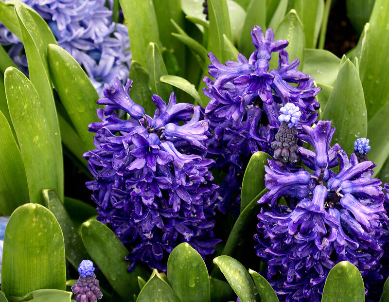 Purple Hyacinth Flowers — Calm, Spring