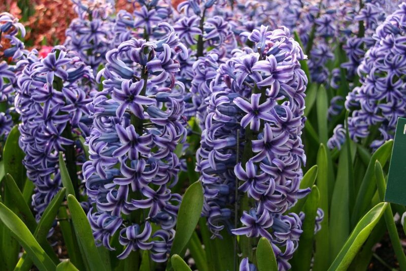 Purple Hyacinth Flowers — Calm
