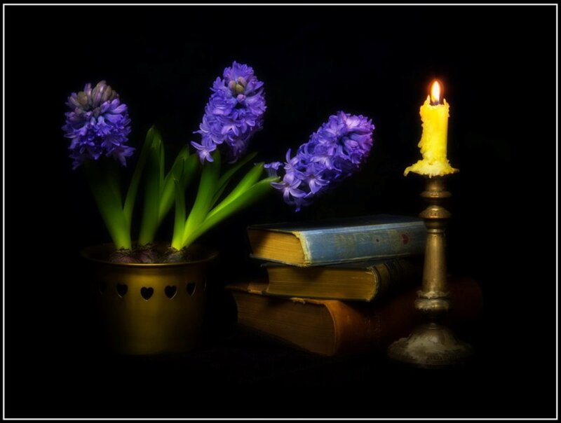 Purple Hyacinth Flowers — Dramatic, Night