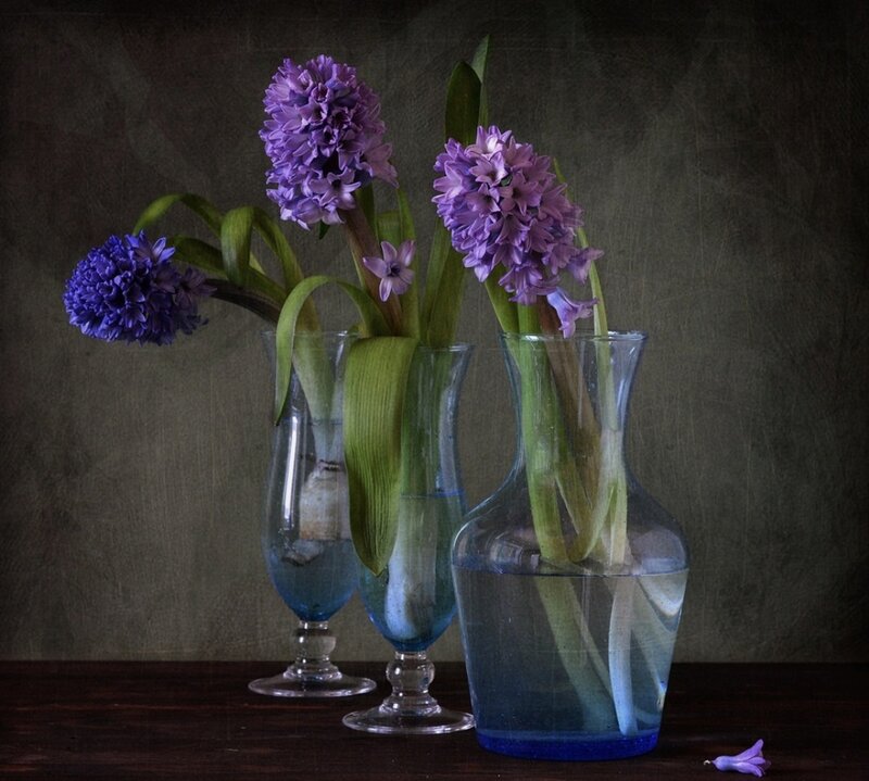 Purple Hyacinth Flowers — Dramatic, Photograph