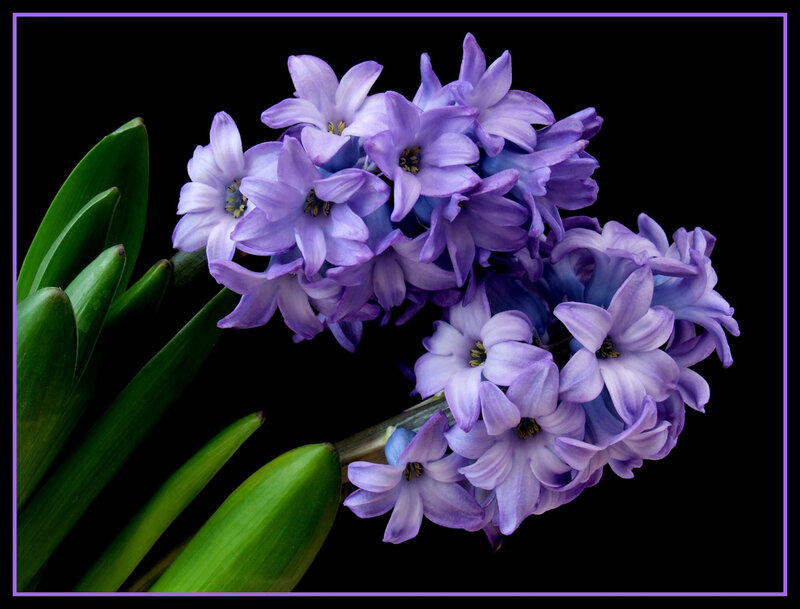 Purple Hyacinth Flowers — Dramatic
