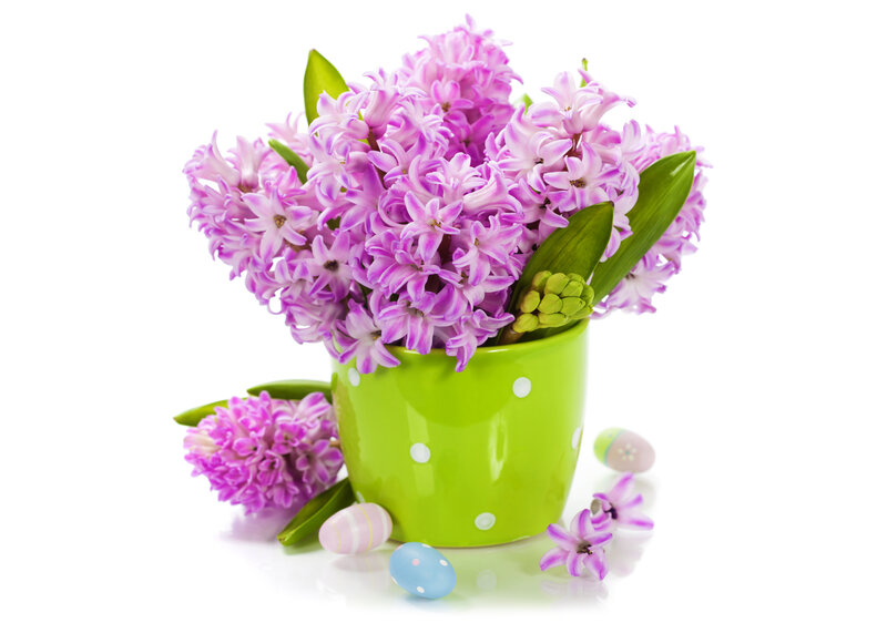 Purple Hyacinth Flowers — Festive, Spring, Photograph, Green Pot