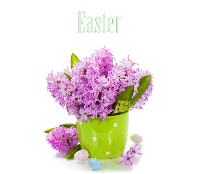 Purple Hyacinth Flowers — Festive, Spring, Photograph