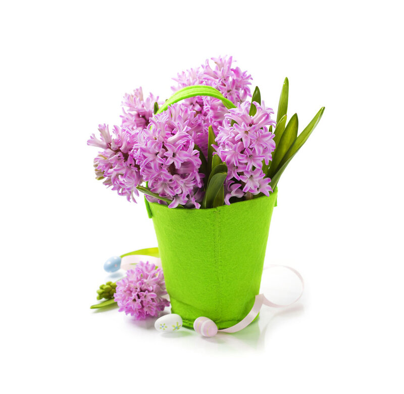 Purple Hyacinth Flowers — Festive, Spring