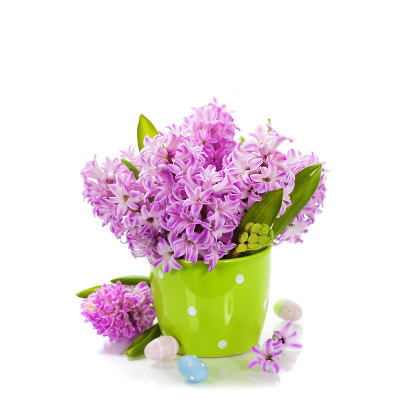 Purple Hyacinth Flowers — Festive