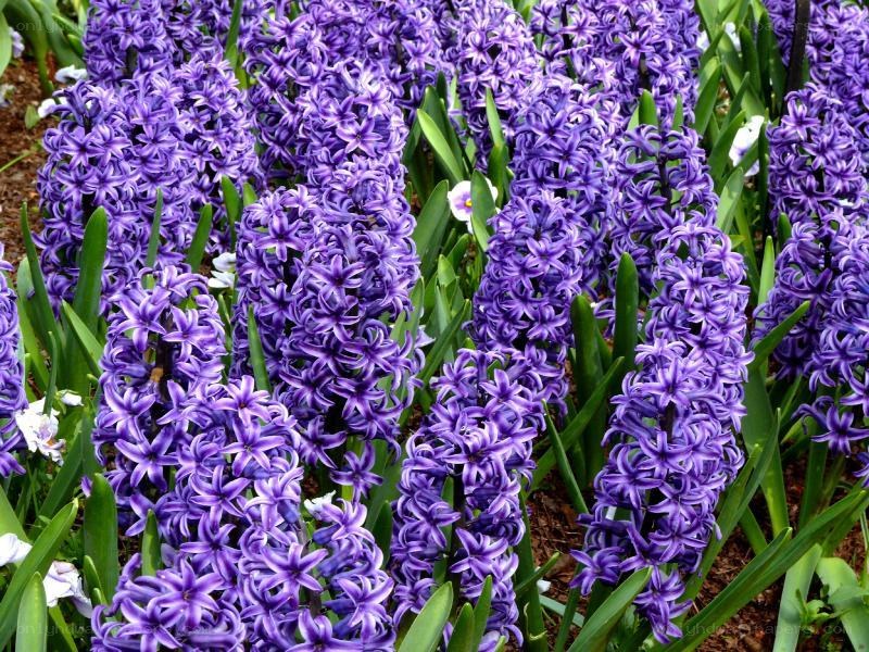 purple hyacinth flowers in bloom