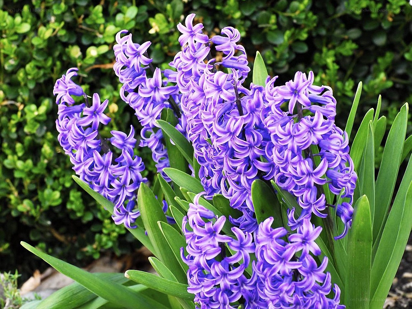 Purple hyacinth flowers in bloom