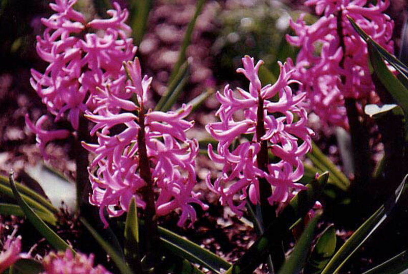 Purple Hyacinth Flowers — Pink, Calm