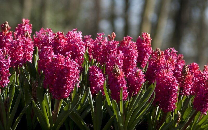 Purple Hyacinth Flowers — Pink