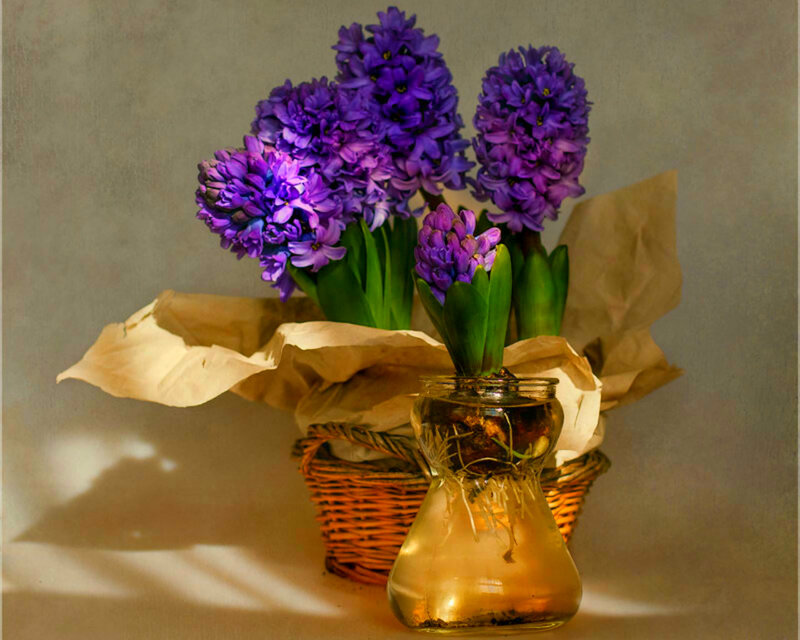 Purple Hyacinth Flowers — Serene, Afternoon