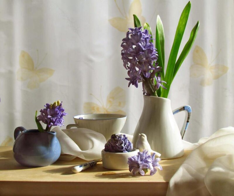 Purple Hyacinth Flowers — Serene, Morning