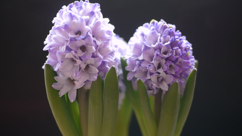Purple Hyacinth Flowers — Serene, Photograph