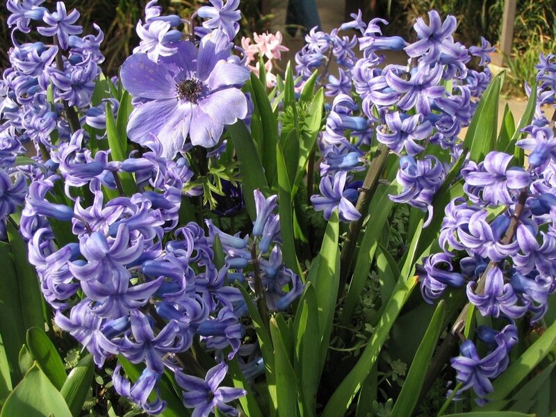 Purple Hyacinth Flowers — Serene, Spring, Photograph, Anemone Flower