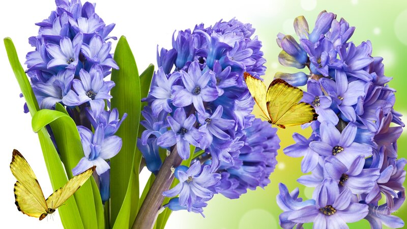 Purple Hyacinth Flowers — Serene, Spring, Photograph, Butterfly