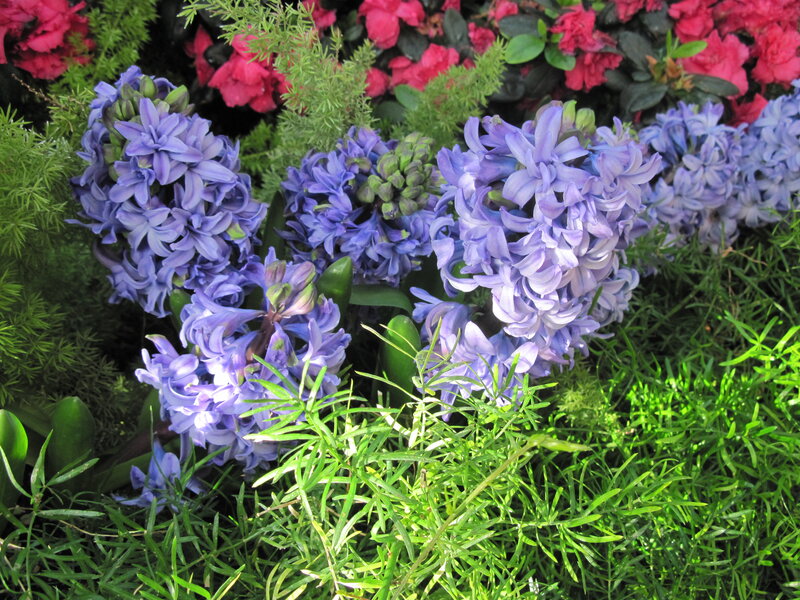 Purple Hyacinth Flowers — Serene, Spring, Photograph, Green Foliage
