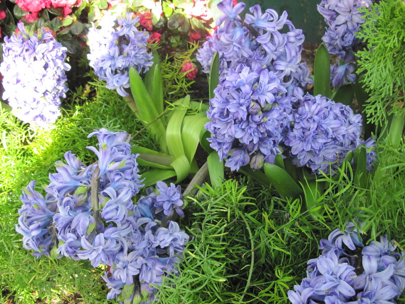 Purple Hyacinth Flowers — Serene, Spring, Photograph, Green Grass