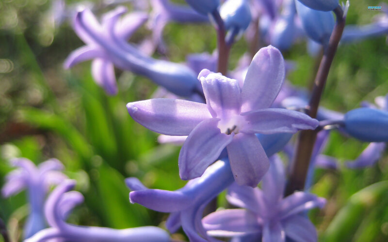 Purple Hyacinth Flowers — Serene, Spring, Photograph