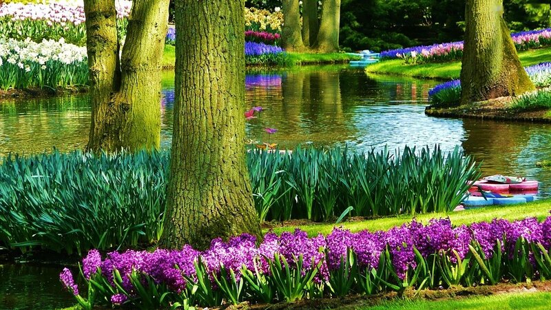 Purple Hyacinth Flowers — Serene, Spring, Photograph, Trees