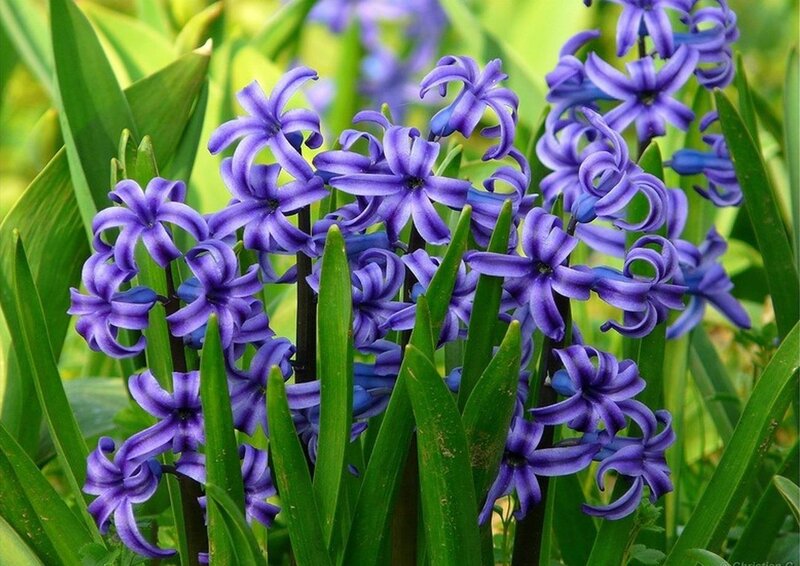 Purple Hyacinth Flowers — Serene, Spring