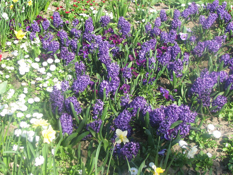 Purple Hyacinth Flowers — Serene