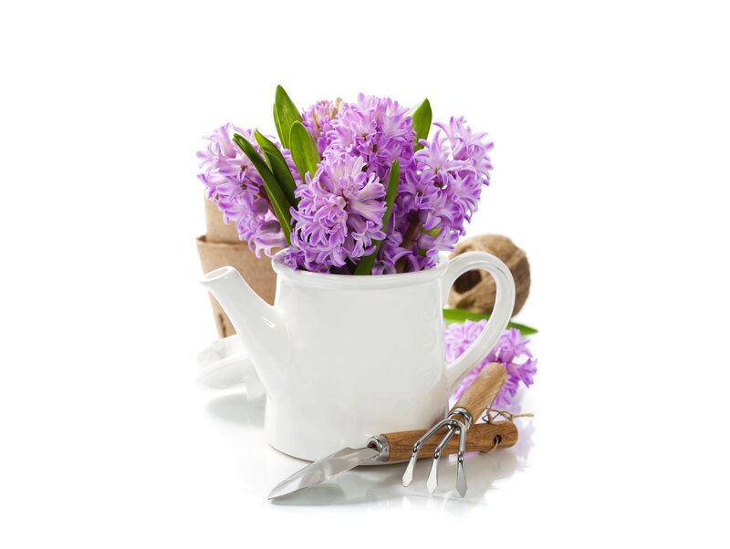 Purple Hyacinth Flowers — White, Serene