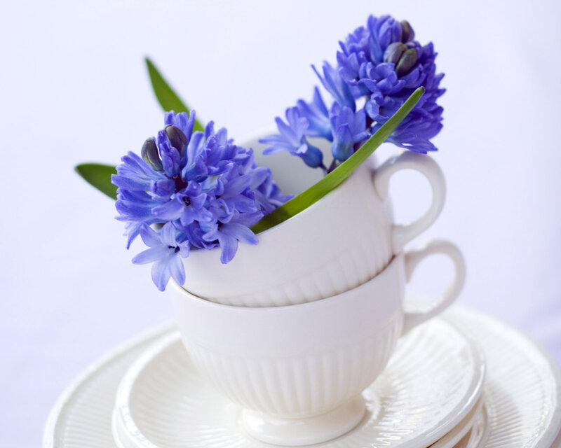 Purple Hyacinth Flowers — White