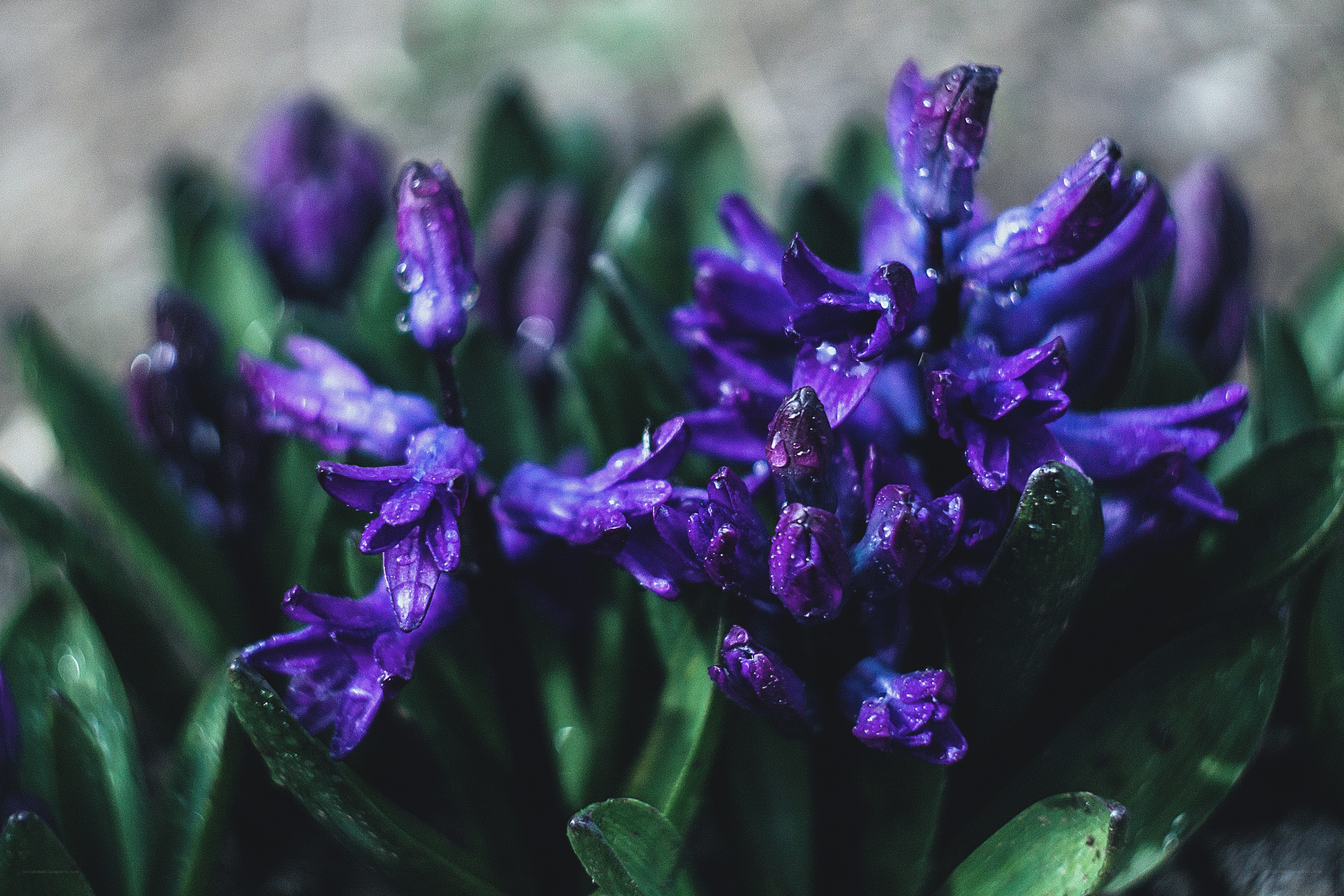 Purple hyacinth flowers with dew