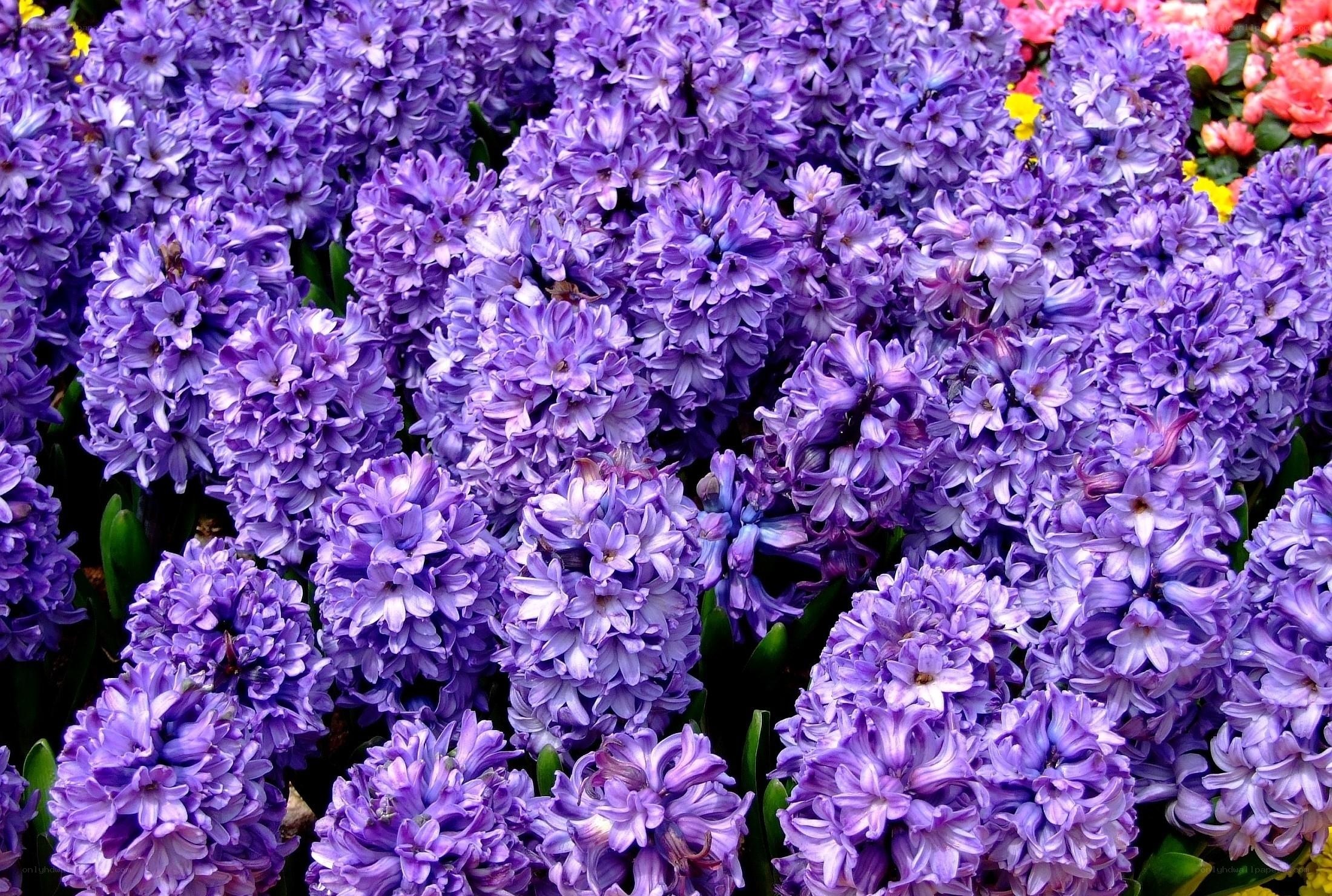 purple hyacinth flowers