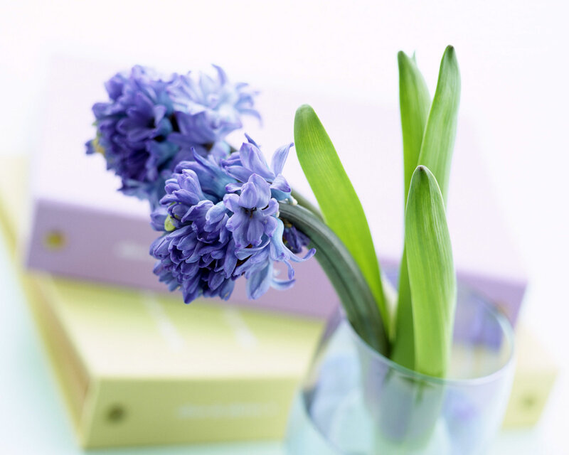 purple hyacinth in a vase