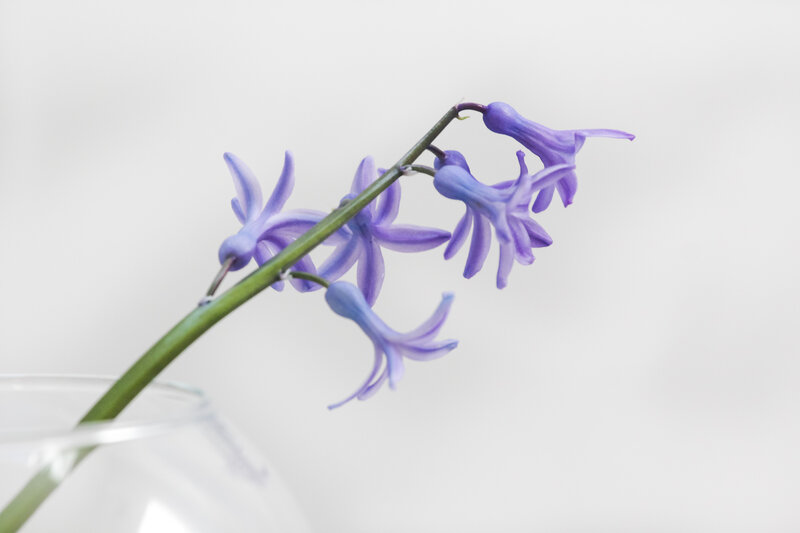 purple hyacinth in a vase