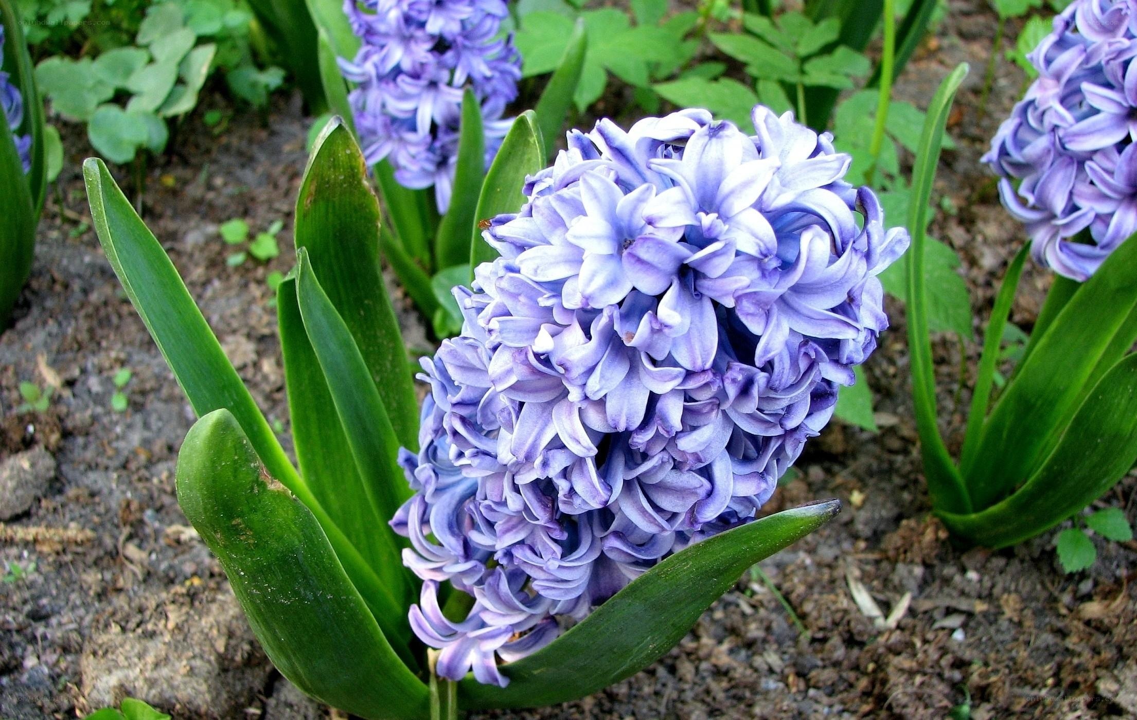 purple hyacinth in garden