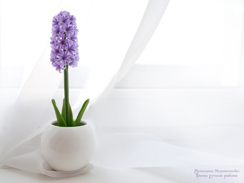 Purple Hyacinth in Pot