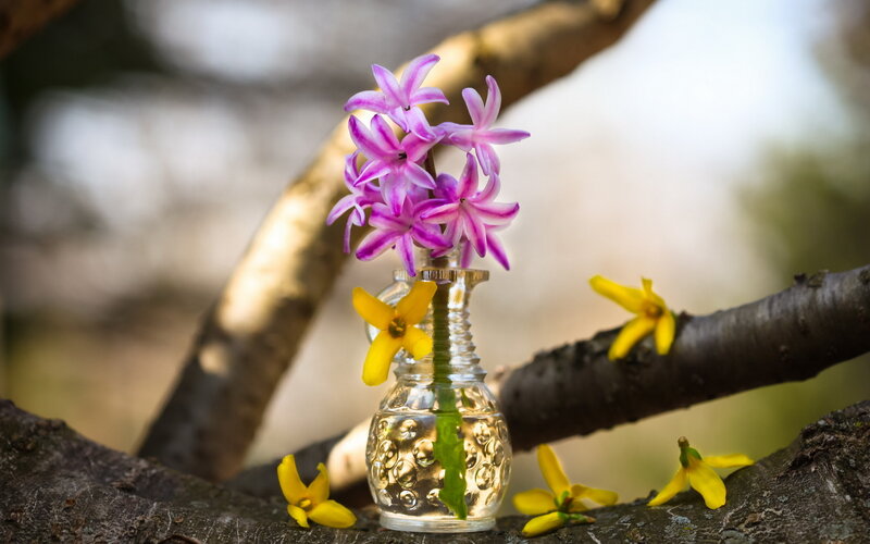 Purple Hyacinth in Vase