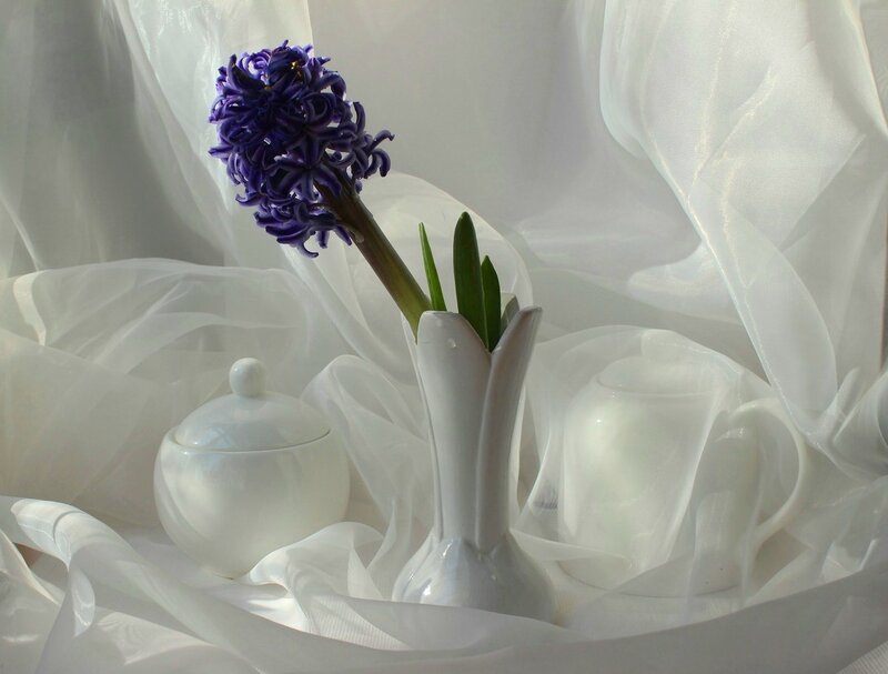 Purple Hyacinth in Vase — White