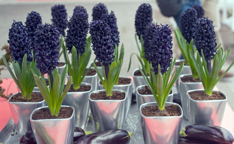 Purple hyacinth plants for sale