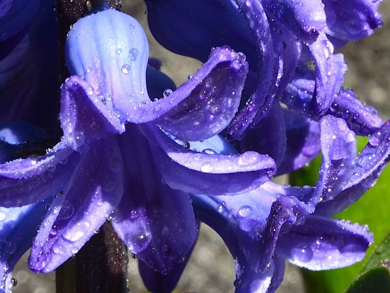 Purple hyacinth with water droplets
