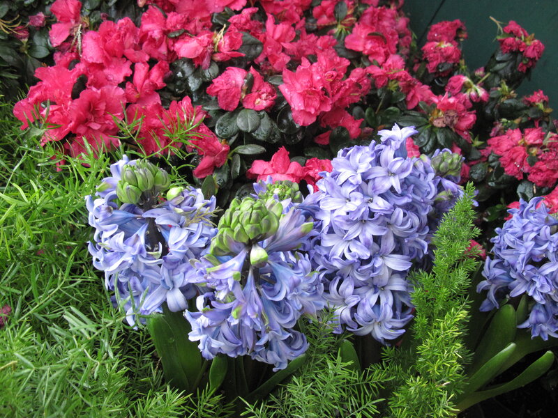 Purple Hyacinths and Pink Azaleas