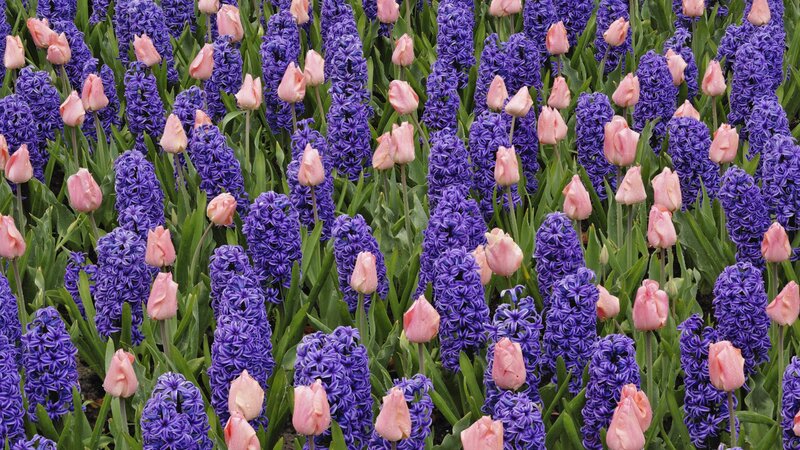 purple hyacinths and pink tulips