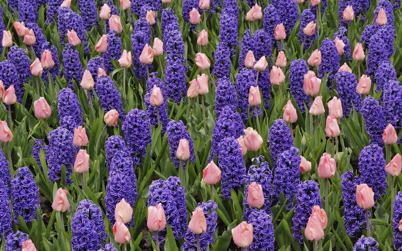 purple hyacinths and pink tulips