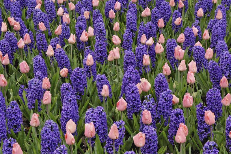 purple hyacinths and pink tulips
