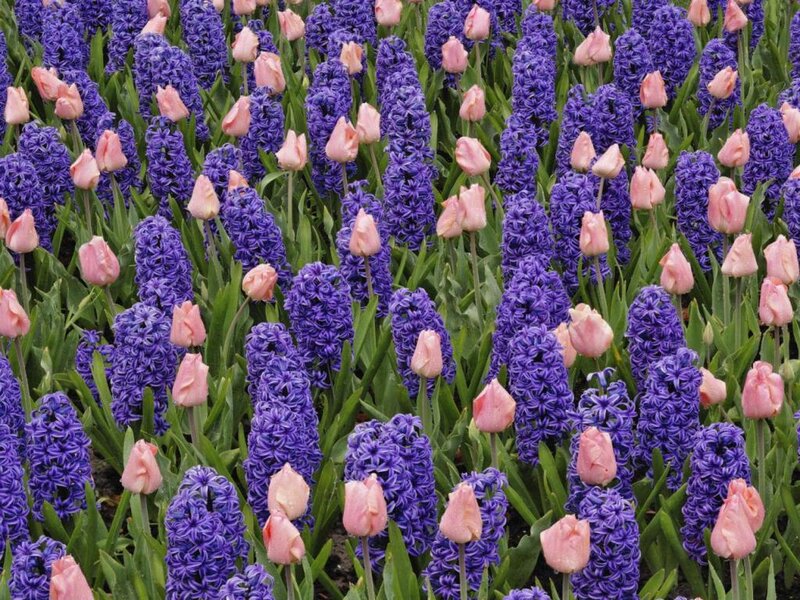 Purple Hyacinths and Pink Tulips — Calm, Spring